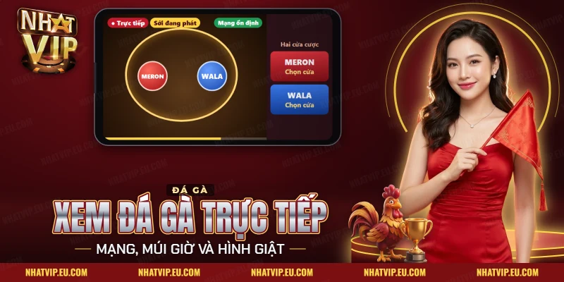 Xem Đá Gà Trực Tiếp Nhatvip – Mạng, Múi Giờ Và Hình Giật